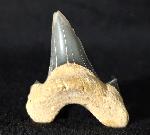 Cretalamna borealis (PRIEM 1897) - Bild &copy; FossNet FossilienStore